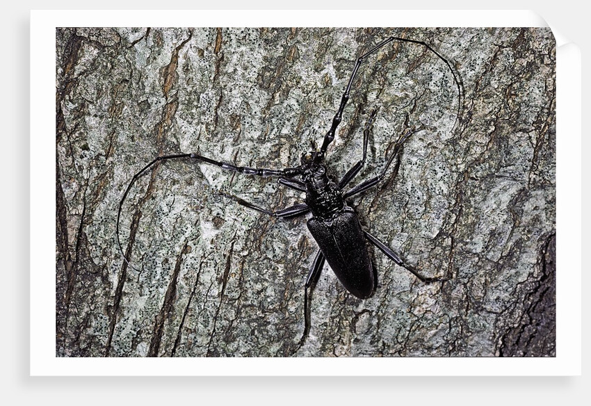 Cerambyx cerdo (great capricorn beetle) by Anonymous