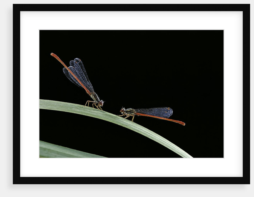 Ceriagrion tenellum (small red damselfly) by Anonymous