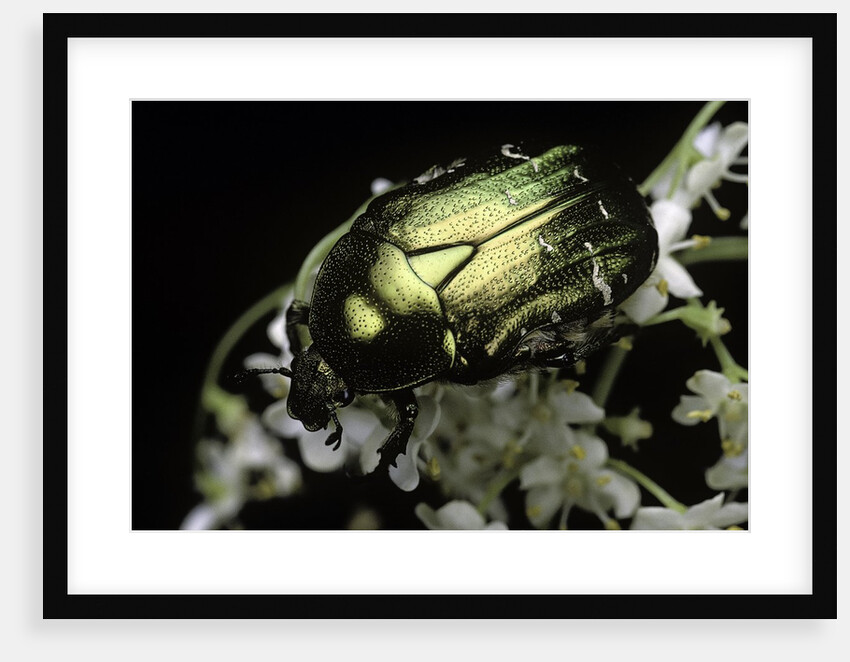 Cetonia aurata (rose chafer) by Anonymous