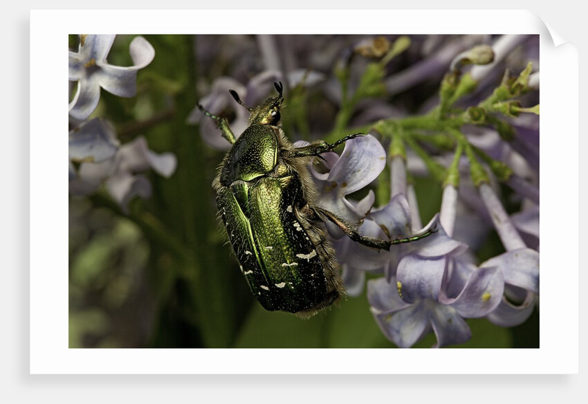 Cetonia aurata (rose chafer) by Anonymous