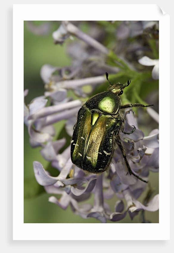 Cetonia aurata (rose chafer) by Anonymous