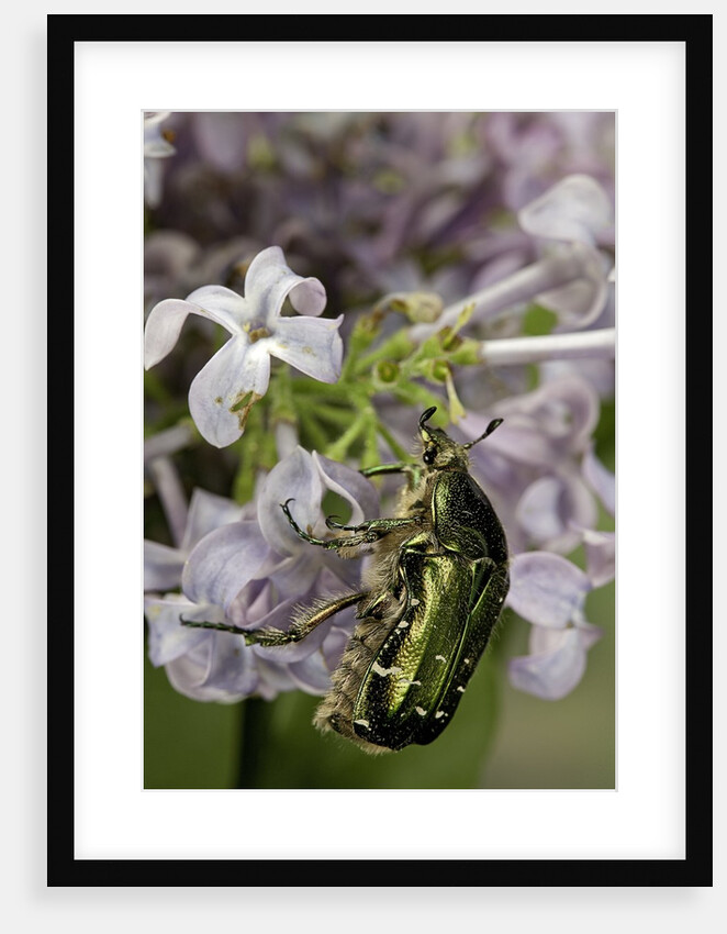 Cetonia aurata (rose chafer) by Anonymous