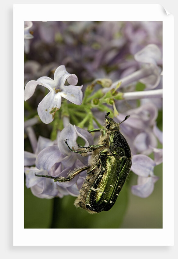 Cetonia aurata (rose chafer) by Anonymous
