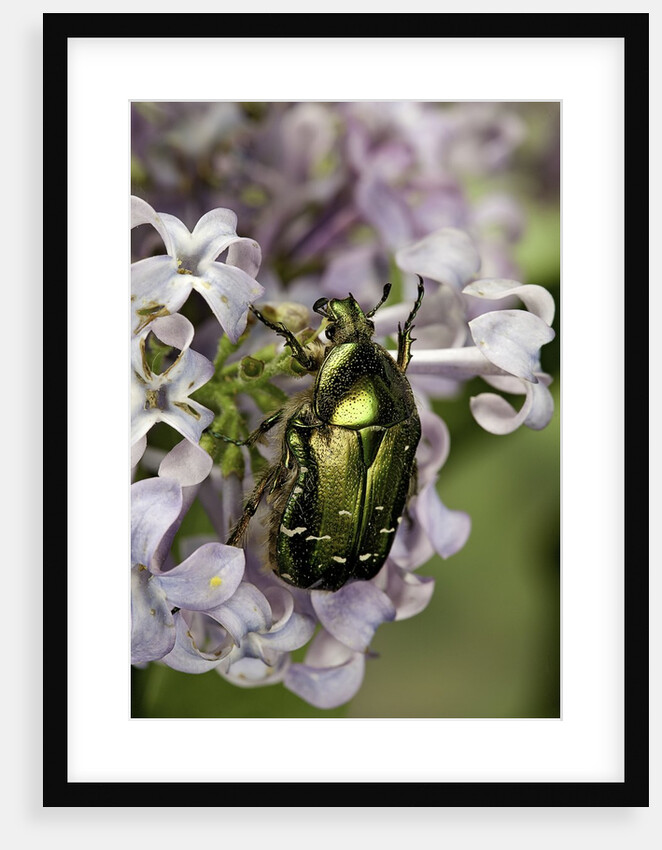 Cetonia aurata (rose chafer) by Anonymous