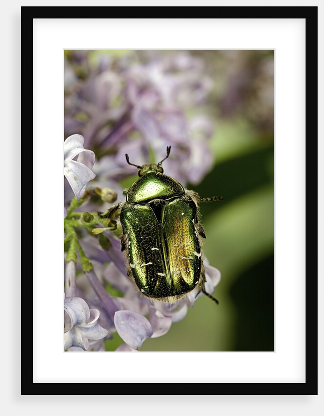 Cetonia aurata (rose chafer) by Anonymous