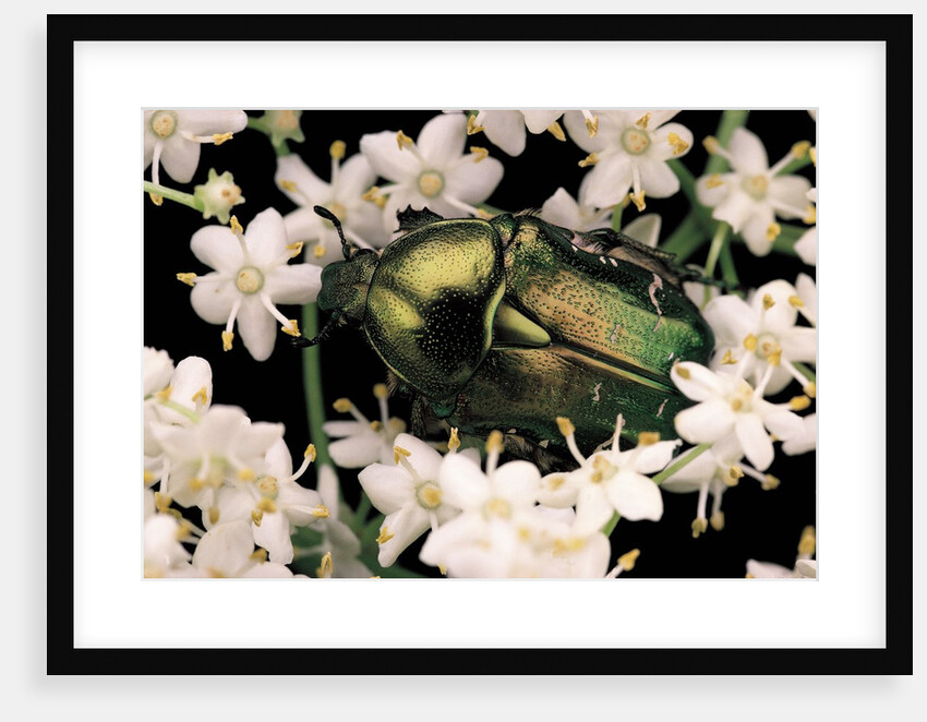 Cetonia aurata (rose chafer) by Anonymous