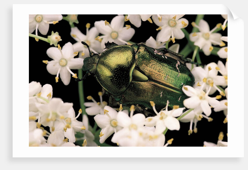 Cetonia aurata (rose chafer) by Anonymous