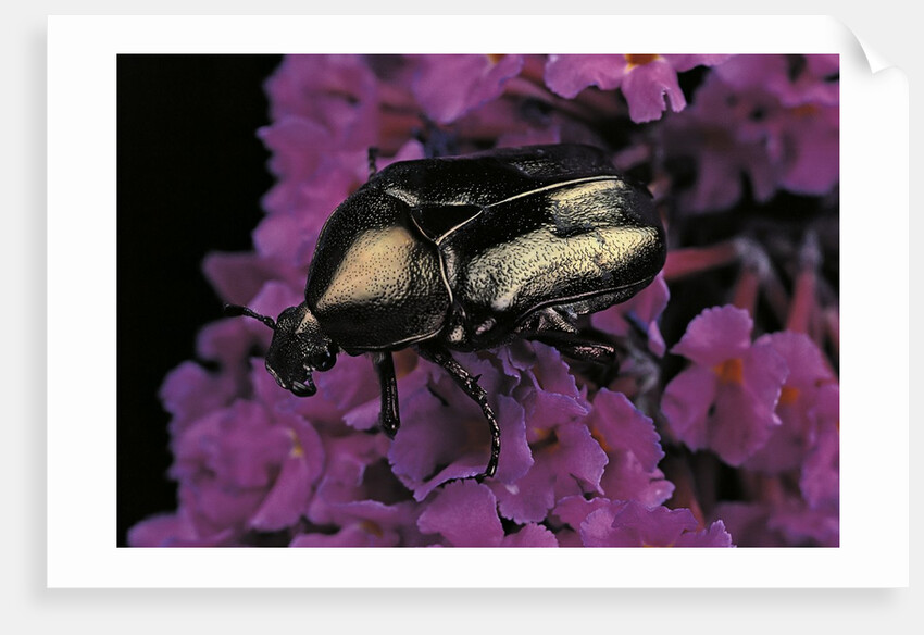 Cetonia cuprea (flower beetle) by Anonymous