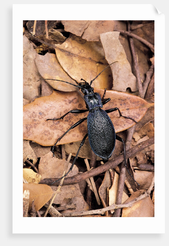 Carabus intricatus (blue ground beetle) by Anonymous