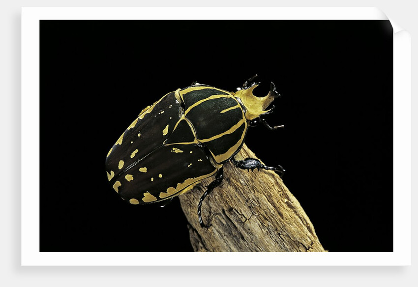 Chelorrhina polyphemus (flower beetle) by Anonymous