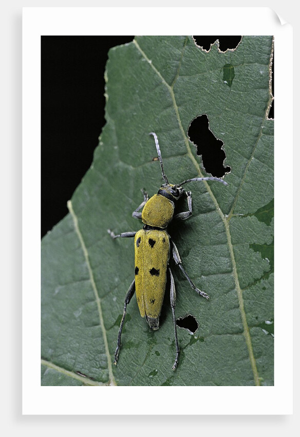 Chlorophorus glaucus (longhorn beetle) by Anonymous