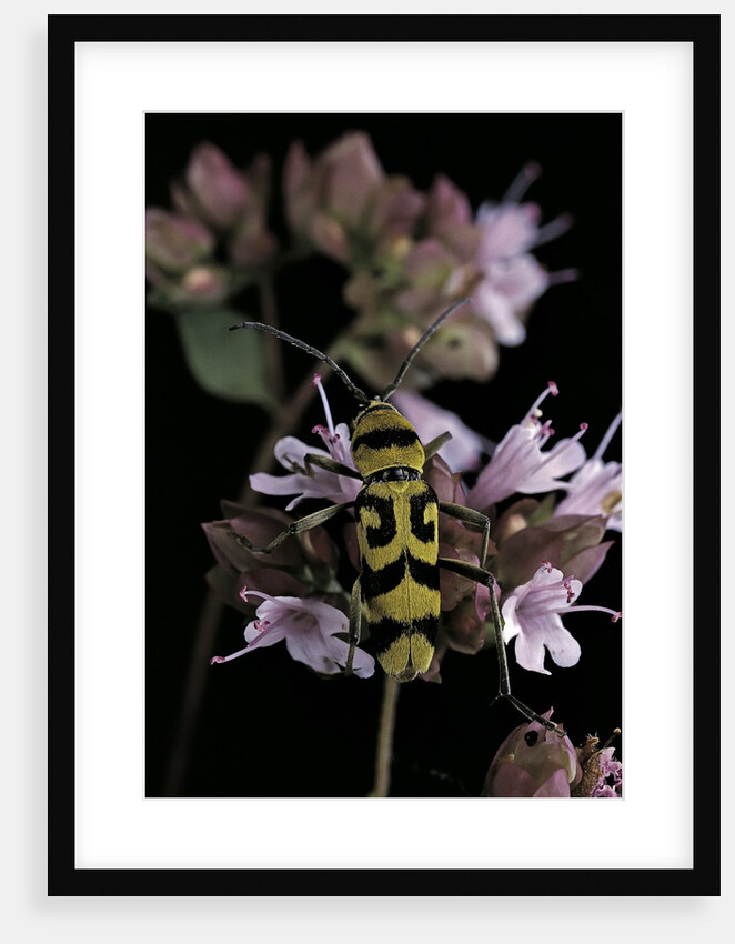Chlorophorus varius (longhorn beetle) by Anonymous