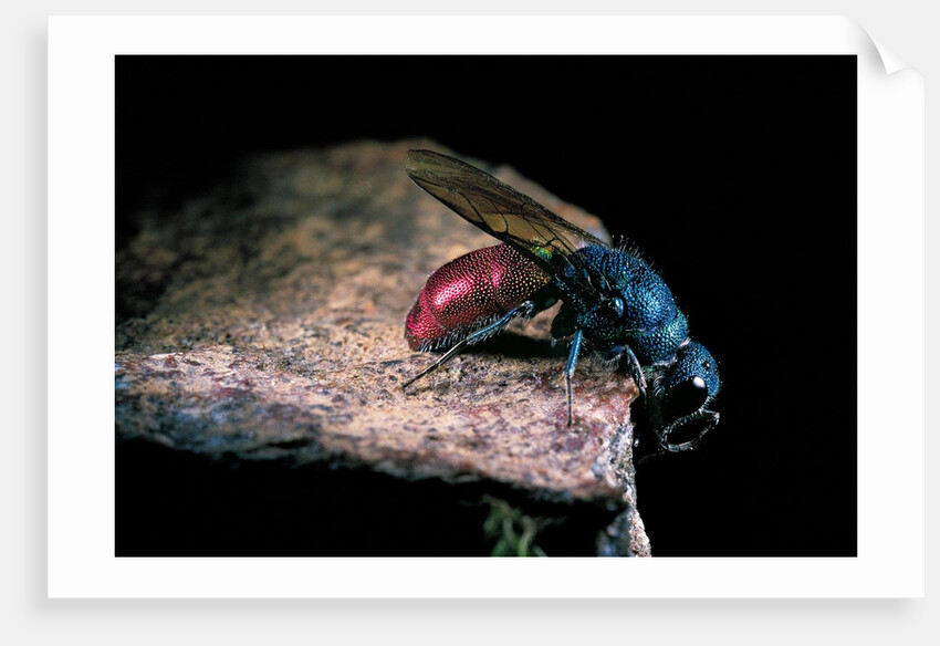 Chrysis ignita (common cuckoo wasp) by Anonymous