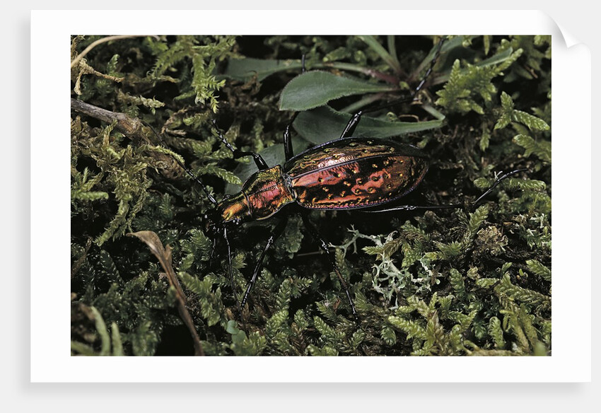 Carabus rutilans (ground beetle) by Anonymous