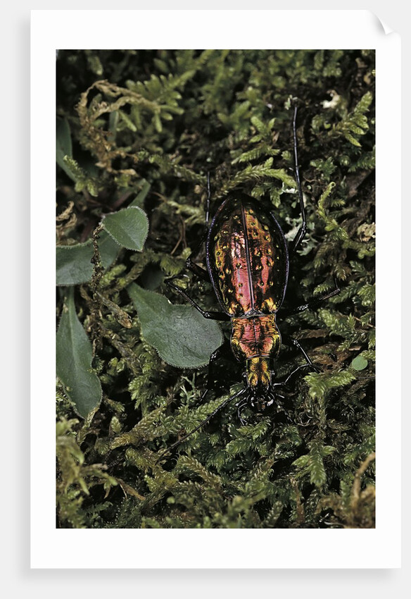 Carabus rutilans (ground beetle) by Anonymous