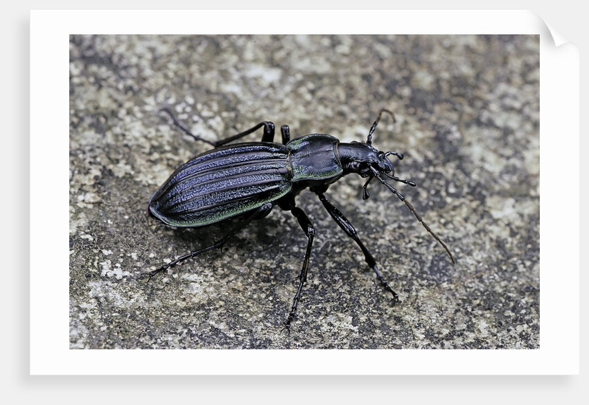 Carabus solieri altamontanus (ground beetle) by Anonymous