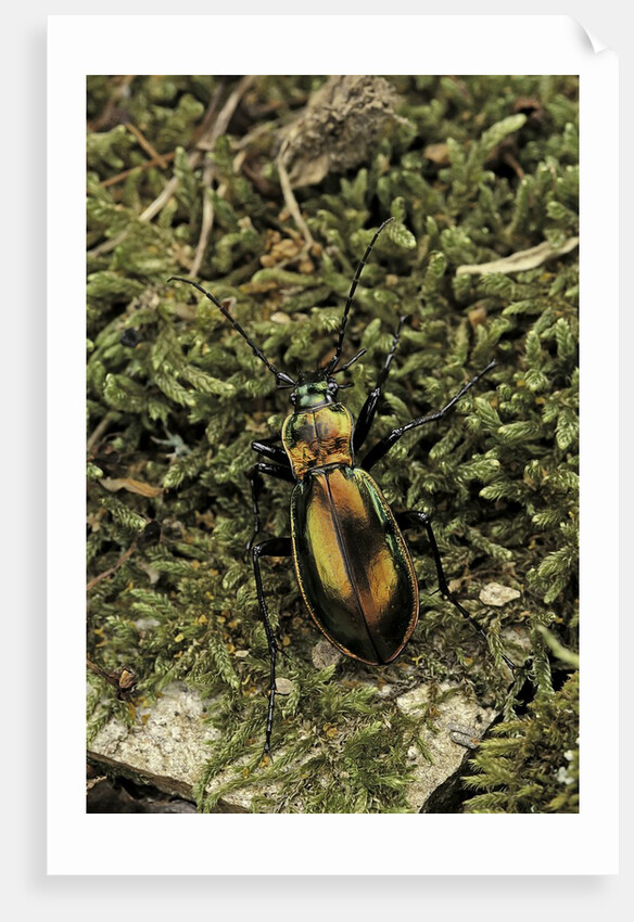 Carabus splendens lapurdanus (ground beetle) by Anonymous