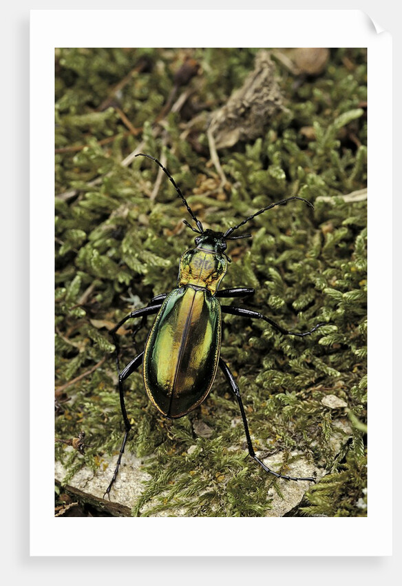 Carabus splendens lapurdanus (ground beetle) by Anonymous