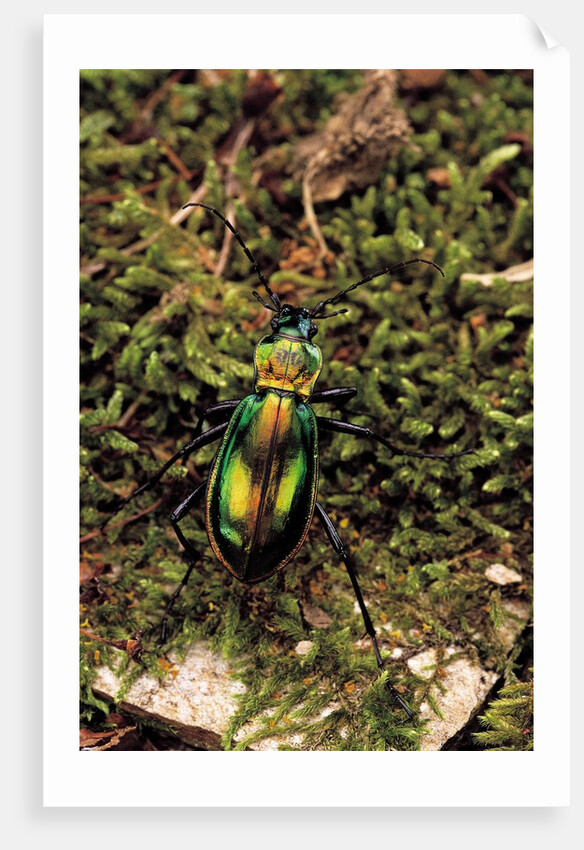 Carabus splendens lapurdanus (ground beetle) by Anonymous