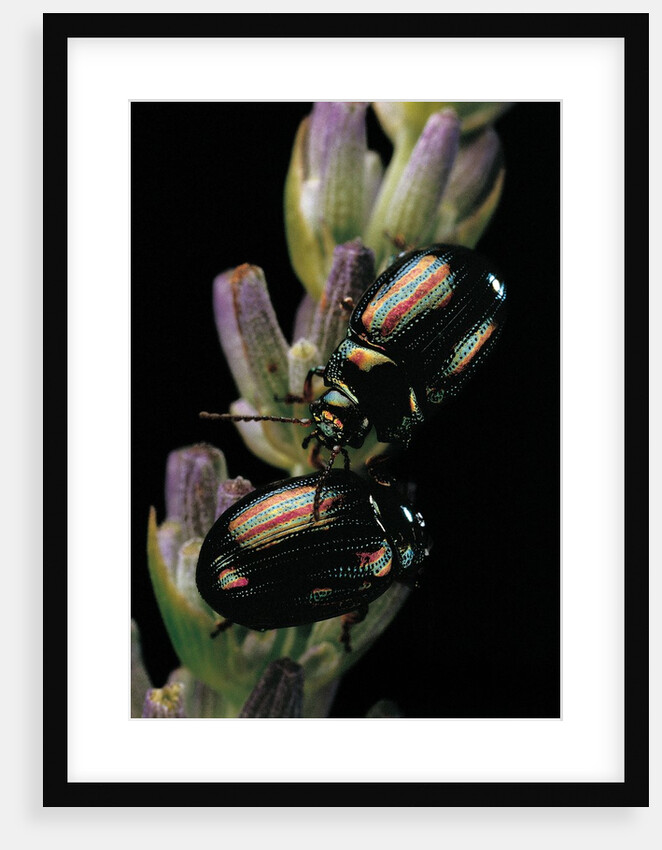 Chrysolina americana (rosemary beetle) by Anonymous