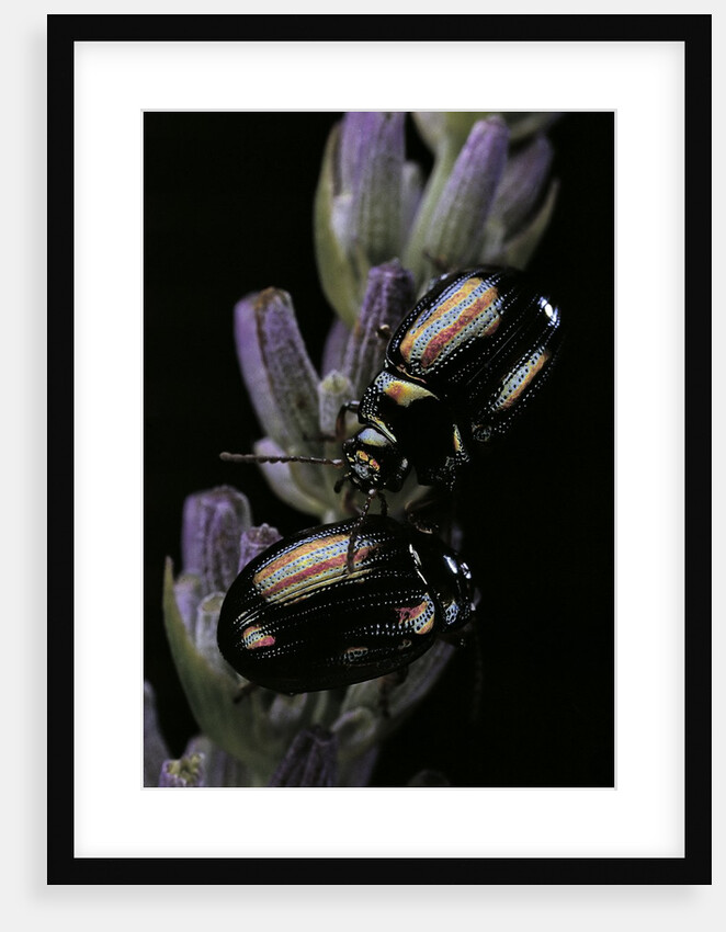 Chrysolina americana (rosemary beetle) by Anonymous