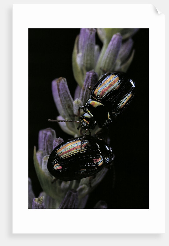 Chrysolina americana (rosemary beetle) by Anonymous