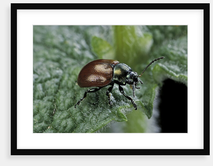 Chrysolina polita (leaf beetle) by Anonymous