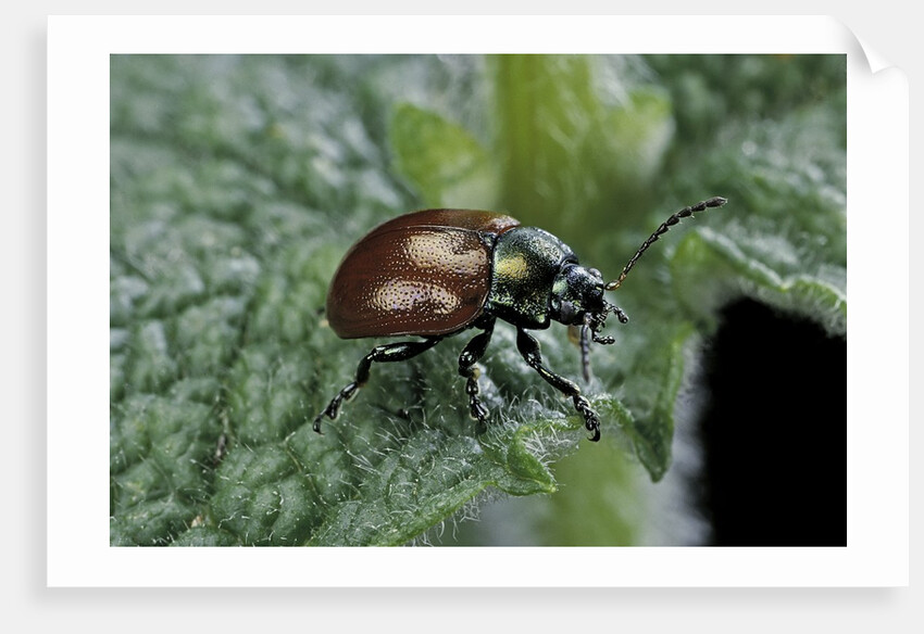 Chrysolina polita (leaf beetle) by Anonymous