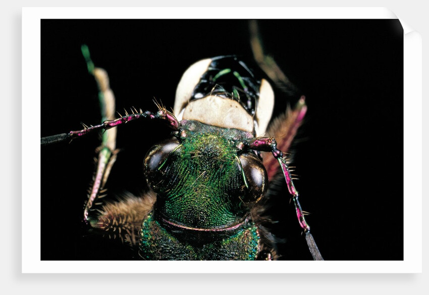 Cicindela campestris (green tiger beetle) by Anonymous