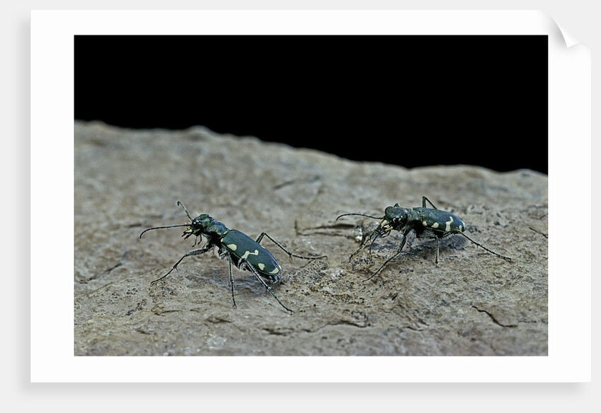 Cicindela gallica (tiger beetle) by Anonymous