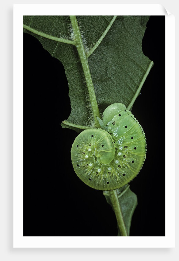 Cimbex femoratus (birch sawfly) - larva (false caterpillar) by Anonymous