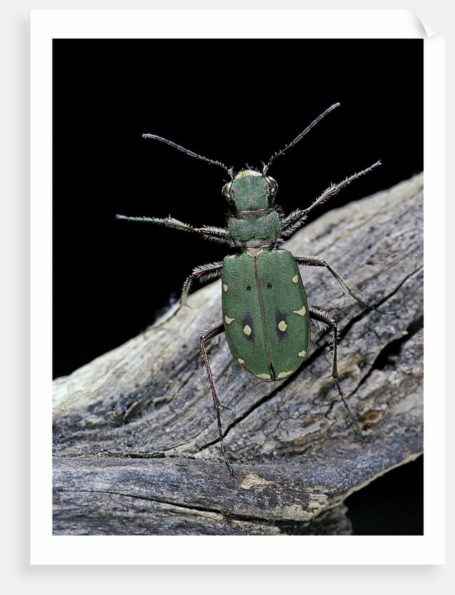 Cicindela campestris (green tiger beetle) by Anonymous