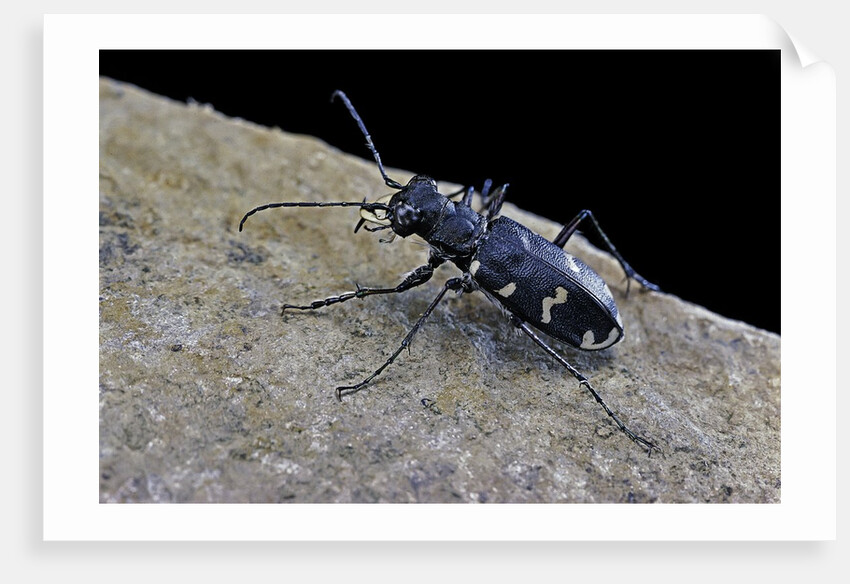 Cicindela hybrida (northern dune tiger beetle) by Anonymous