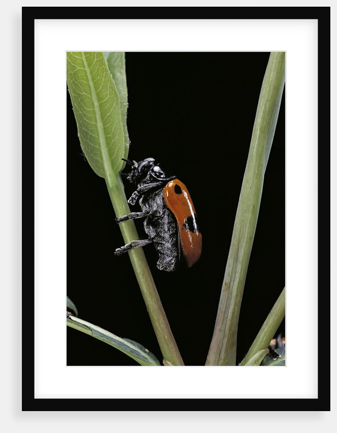 Clytra quadripunctata (leaf beetle) by Anonymous