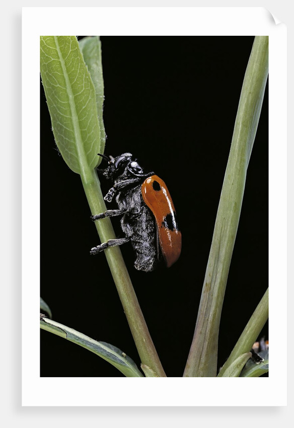 Clytra quadripunctata (leaf beetle) by Anonymous