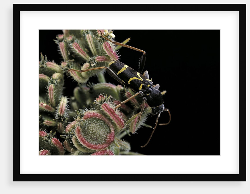 Clytus lama (longhorn beetle) by Anonymous