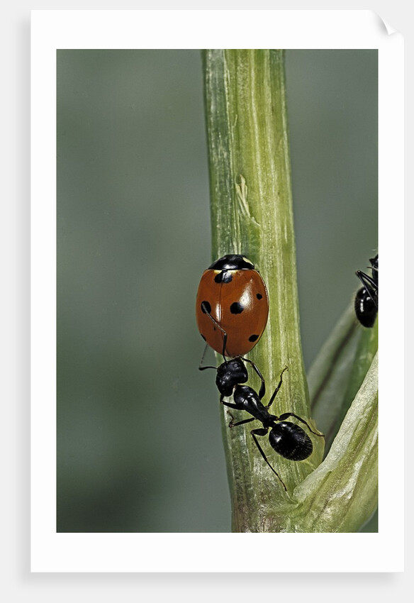 Coccinella septempunctata (sevenspotted lady beetle) - with ant by Anonymous