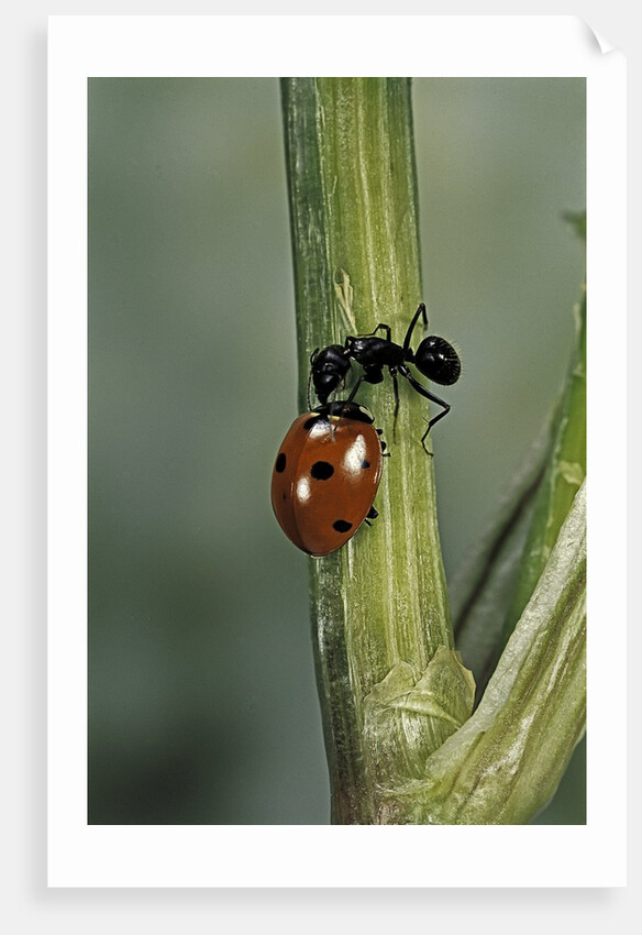 Coccinella septempunctata (sevenspotted lady beetle) - with ant by Anonymous