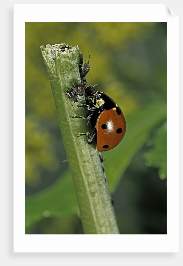 Coccinella septempunctata (sevenspotted lady beetle) - devouring aphids by Anonymous