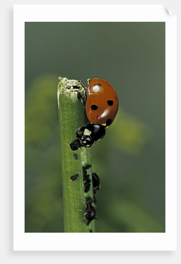 Coccinella septempunctata (sevenspotted lady beetle) - devouring aphids by Anonymous