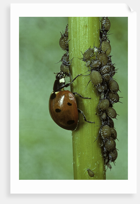 Coccinella septempunctata (sevenspotted lady beetle) - devouring aphids by Anonymous