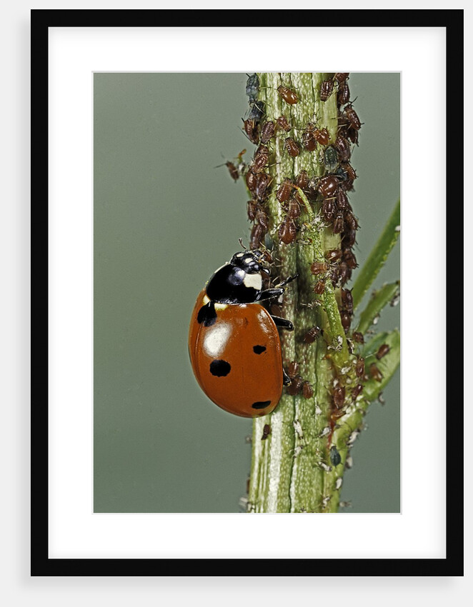 Coccinella septempunctata (sevenspotted lady beetle) - devouring aphids by Anonymous