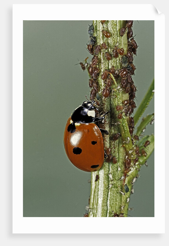 Coccinella septempunctata (sevenspotted lady beetle) - devouring aphids by Anonymous