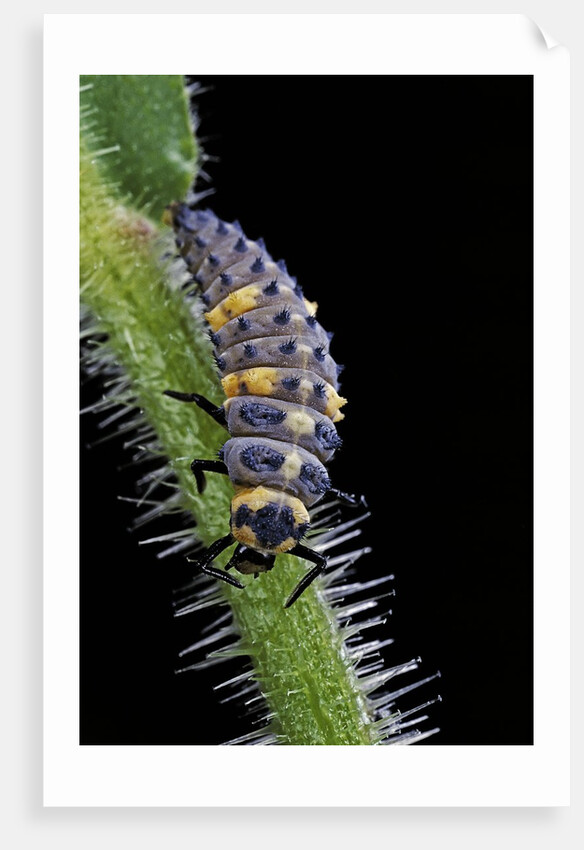 Coccinella septempunctata (sevenspotted lady beetle) - larva by Anonymous