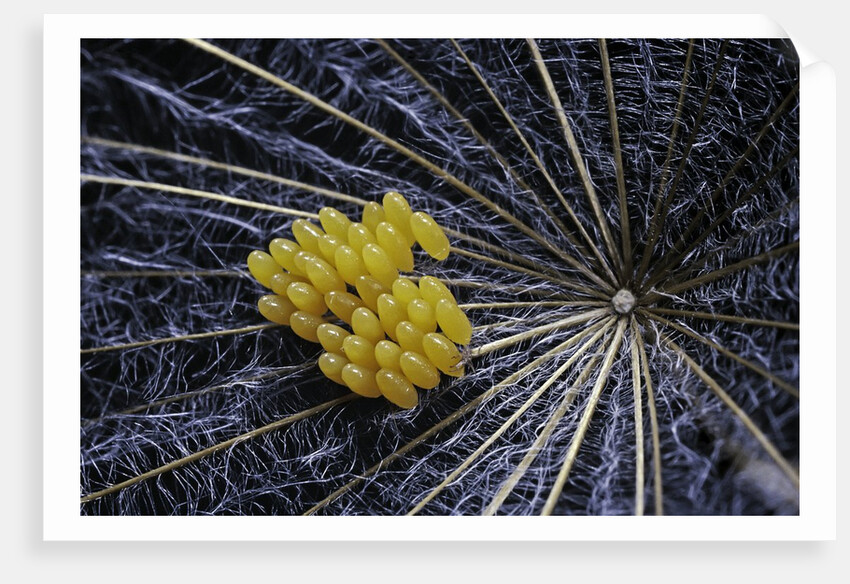 Coccinella septempunctata (sevenspotted lady beetle) - eggs by Anonymous
