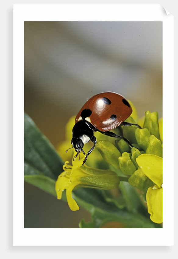 Coccinella septempunctata (sevenspotted lady beetle) by Anonymous
