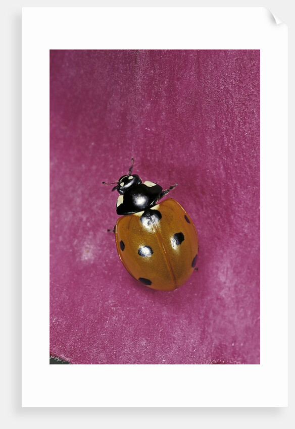 Coccinella septempunctata (sevenspotted lady beetle) by Anonymous