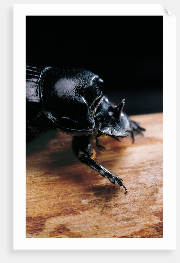 Copris lunaris (horned dung beetle) by Anonymous