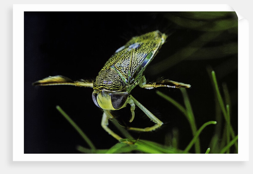 Corixa sp. (water boatman) by Anonymous