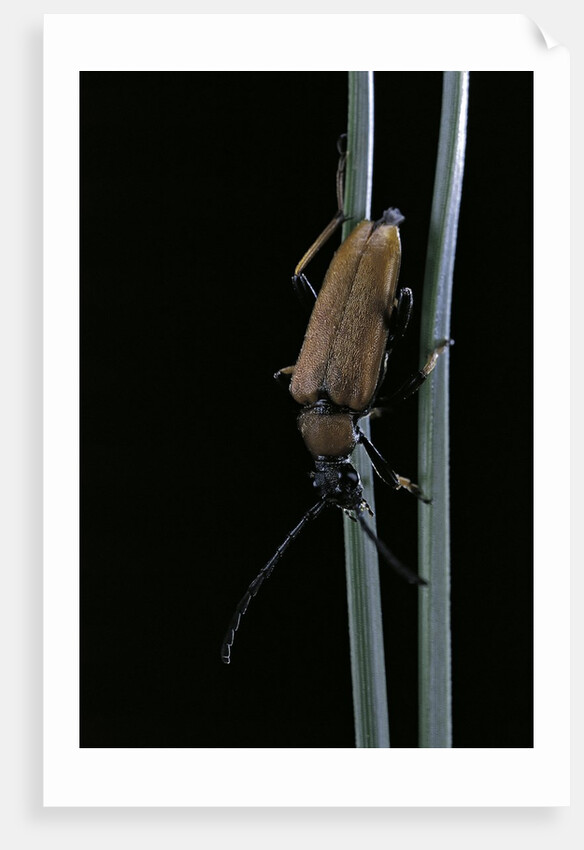 Corymbia rubra (red-brown longhorn beetle) by Anonymous